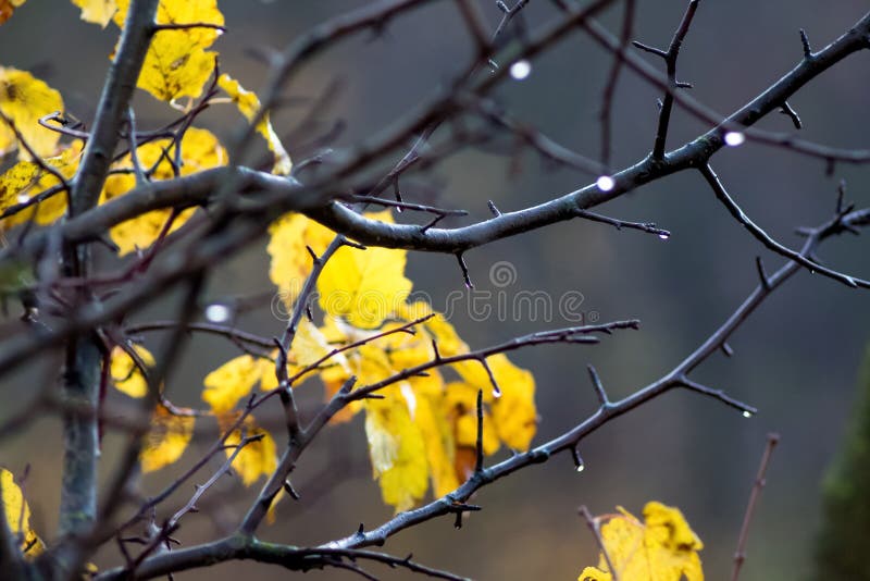 Wet branch of a tree with yellow autumn leaves. Rainy autumn day stock image Wet branch of a tree with yellow autumn leaves. Rainy autumn day stock image