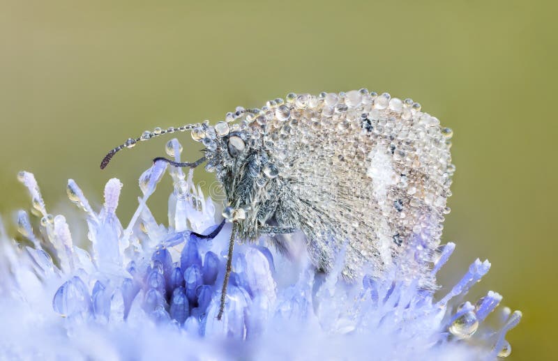 Wet butterfly on a blue flower