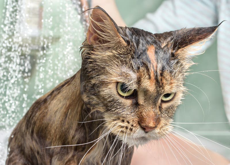 Wet cat in the bath stock photography