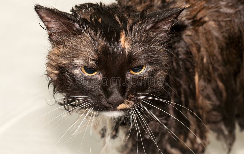 Black Cute Soggy Cat after a Bath, Funny Angry Little Demon. Pet Care Stock  Photo