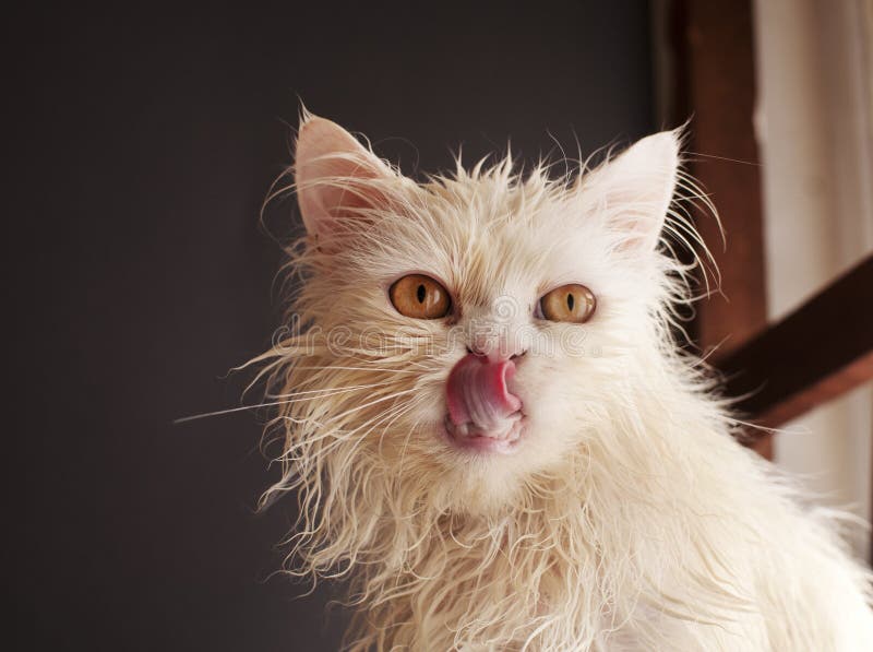 Angry-Face-Cat-Funny-Wet-Image