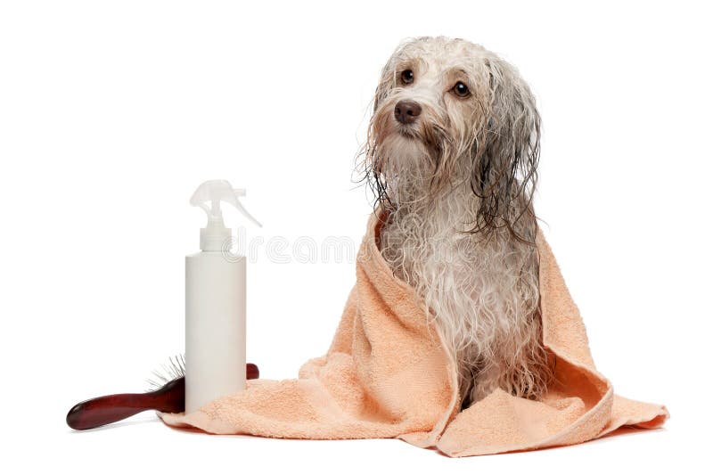 Mokré čokoláda havanese pes po kúpeli s broskyňou uterák izolované na bielom pozadí.