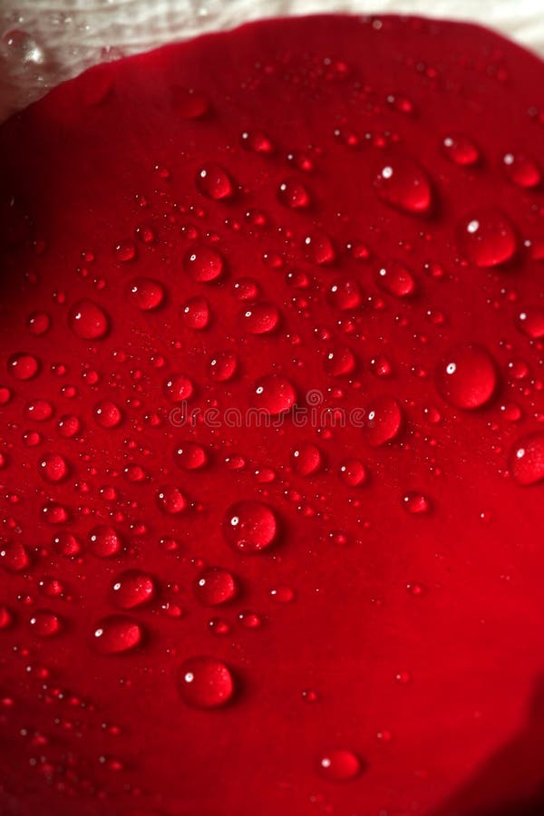 Wet close up macro rose petals, water drops