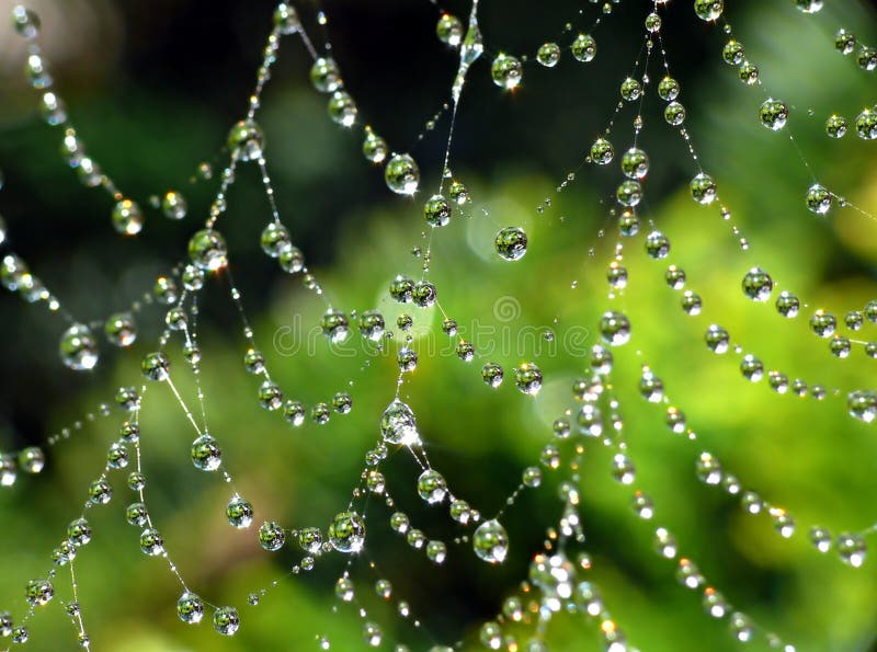 Wet cobweb