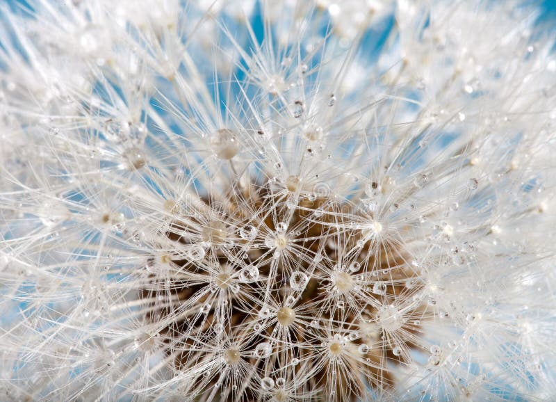 Wet dandelion