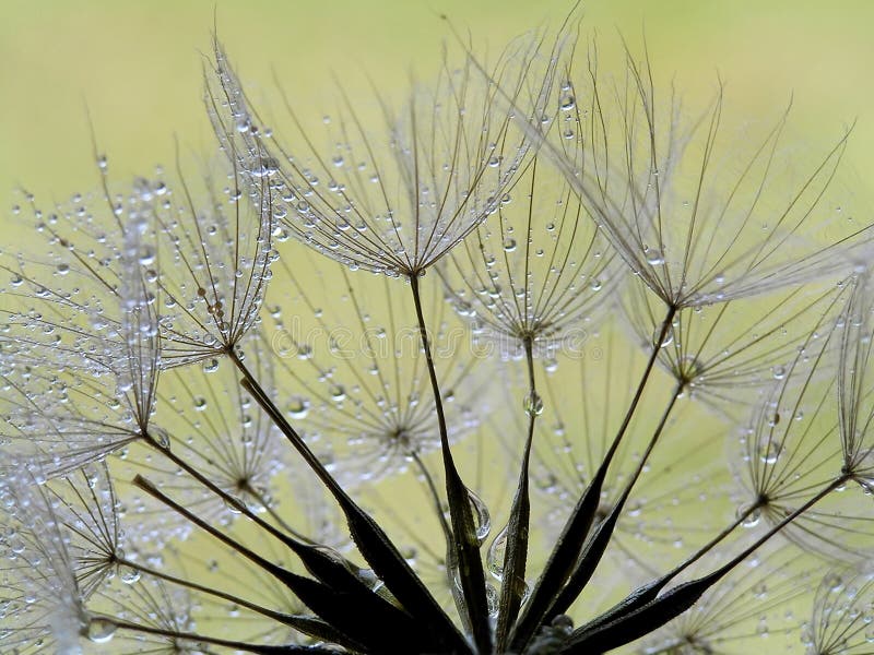 Wet dandelion closeup