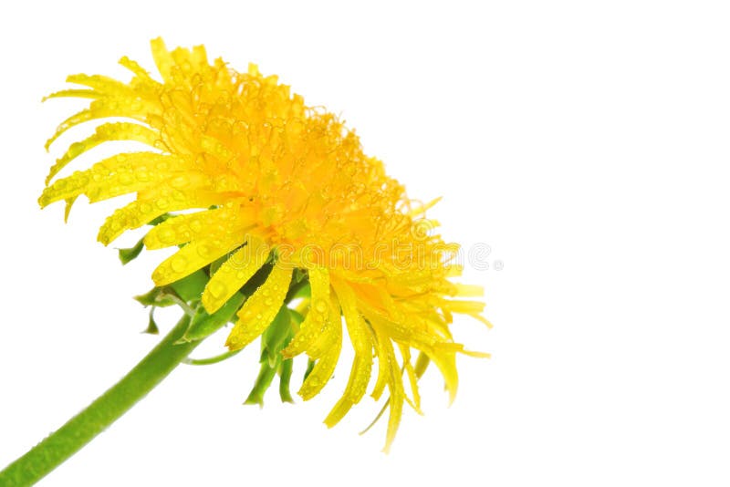 Wet dandelion flower