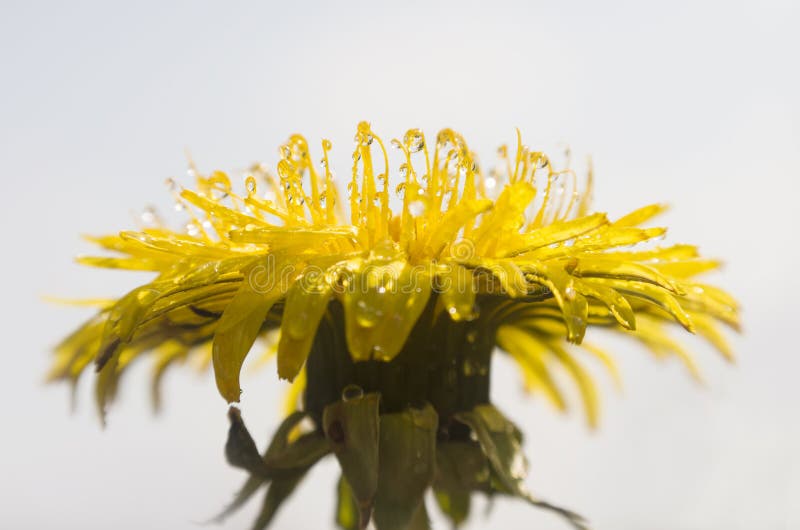 Wet dandelion flower