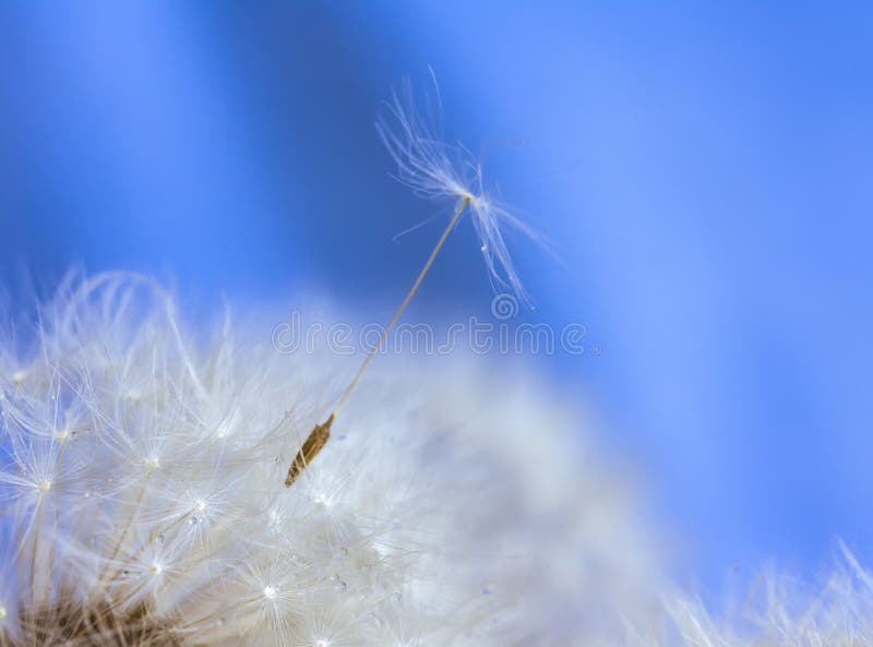 Wet dandelion after rain