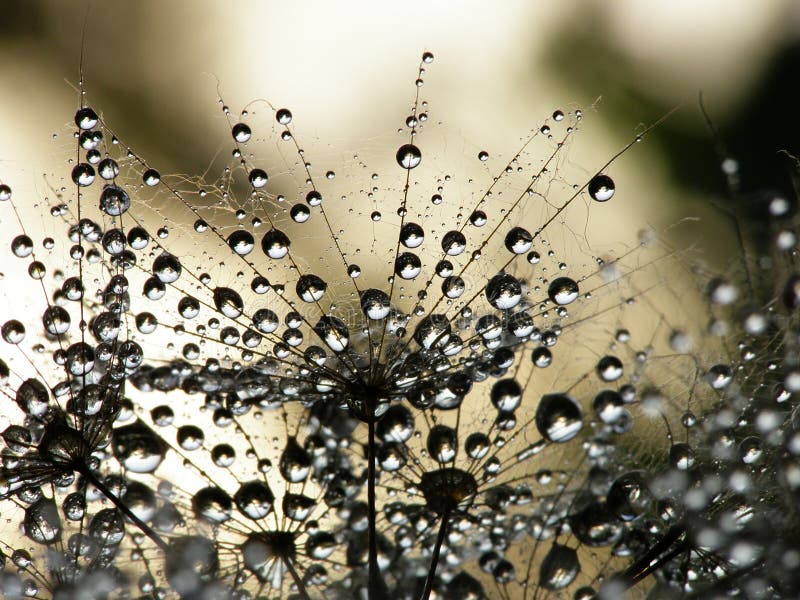 Wet dandelion seed