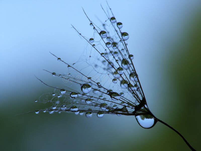 Wet dandelion seed