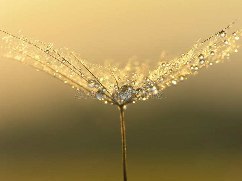 Wet dandelion seed