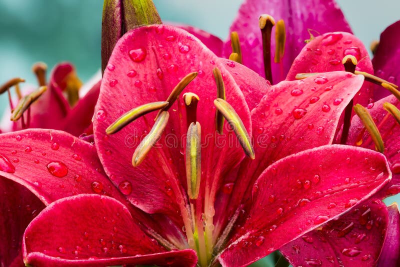 Wet Daylily stock image