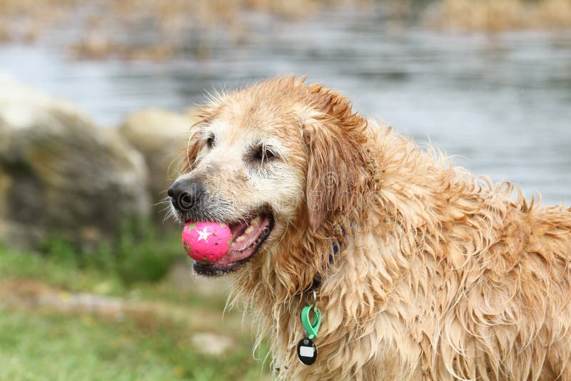 Wet Dog with a Ball in Mouth Stock Photo Image of mouth, ball 17422608