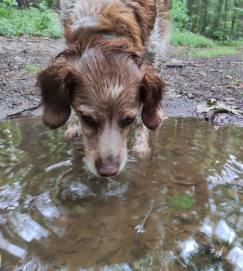 Dogdrinkingfrompuddle Stock Photos Free & RoyaltyFree Stock Photos from Dreamstime