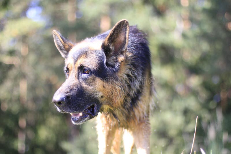 Wet dog german shepherd stock photo. Image of lake, cute 77222346