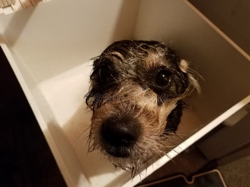 Wet Dog Taking a Bath in Utility Sink Stock Photo Image of bathing