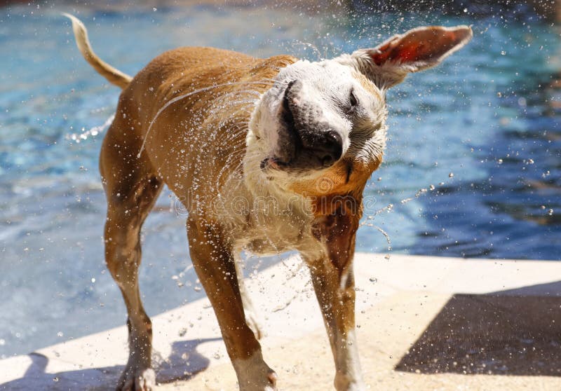 How Do Dogs Shake Off Water