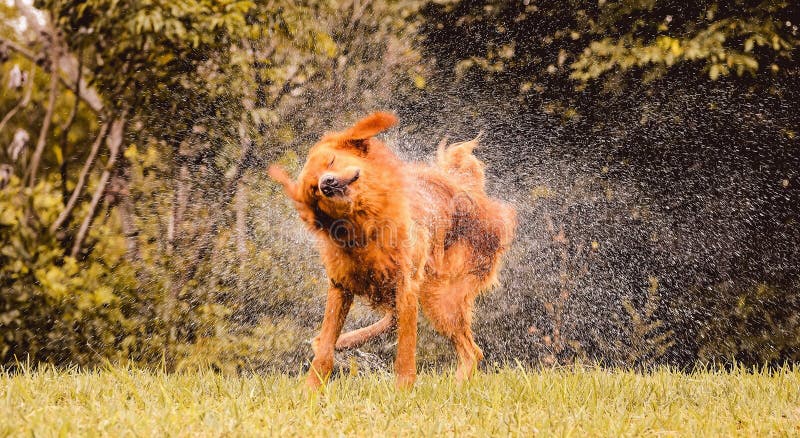 Wet dog shaking and splashing water drops all around.