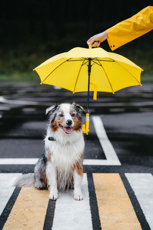 Australian Shepherd Umbrella Australian Shepherd Umbrella
