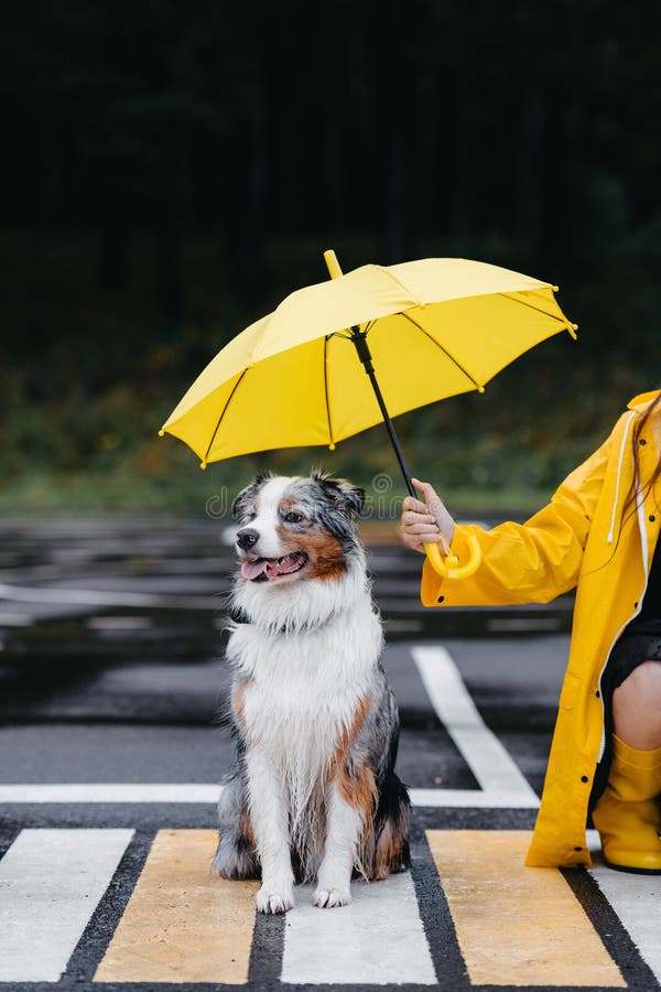Australian Shepherd Umbrella Australian Shepherd Umbrella