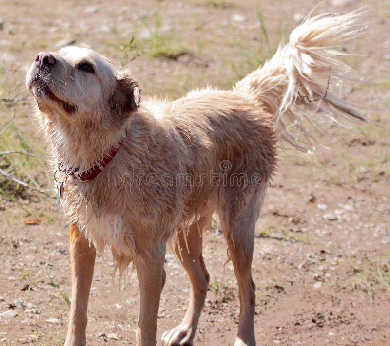 Wet Dog Wagging