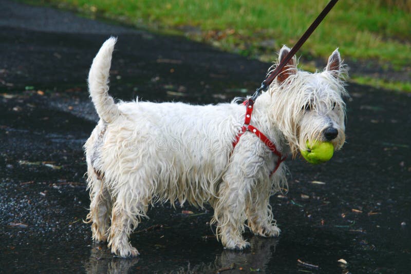 Wet doggy