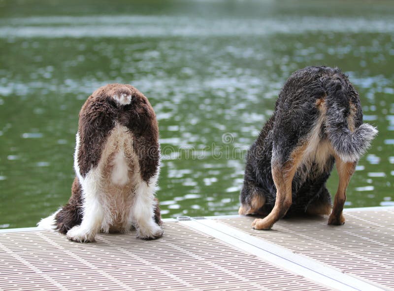 Wet dogs looking over edge of dock
