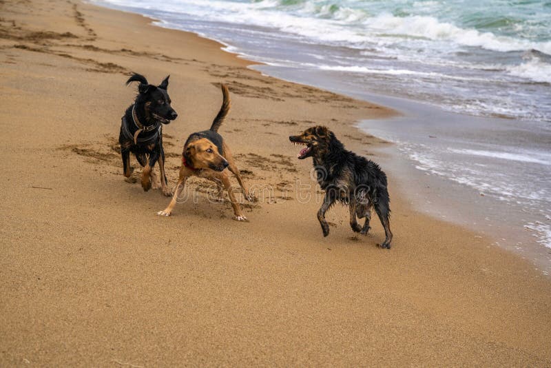 3 Wet Dogs Playing on Sand Beach Stock Image Image of playing