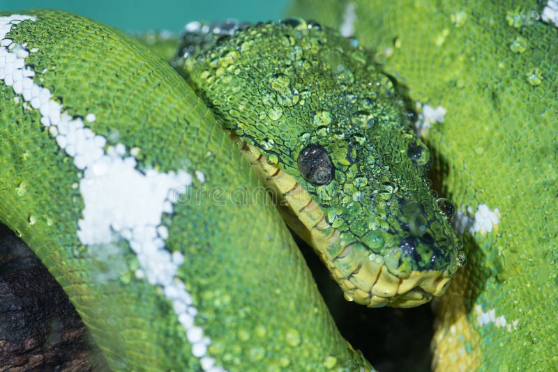 Wet emerald tree boa stock image. Image of constrictor 178478601