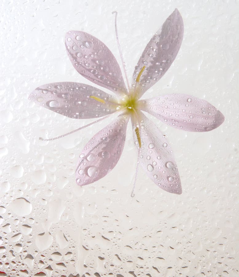 Wet floral background