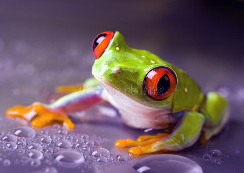 Rana piccolo animale con la pelle liscia e lungo le gambe, che sono utilizzati per il salto.