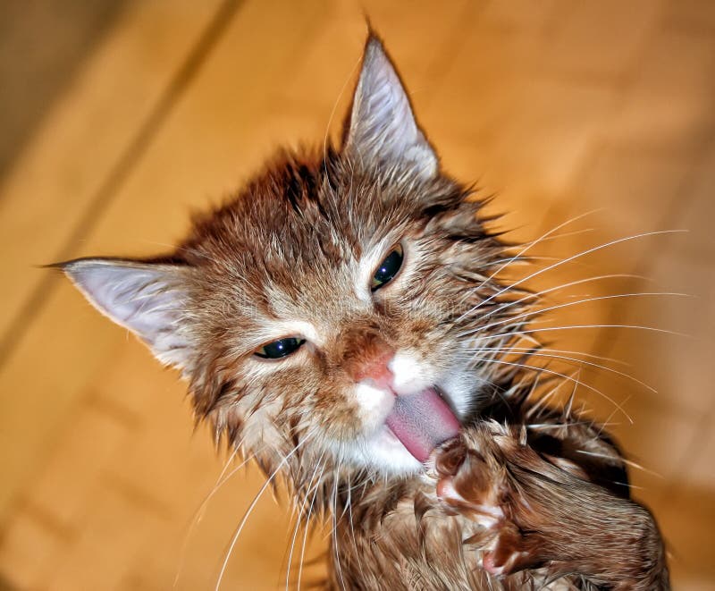 A Wet Ginger Cat Licks Its Paw after Bathing Stock Image Image of
