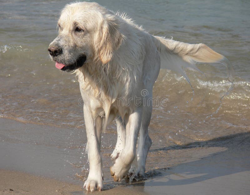 Wet golden retriever