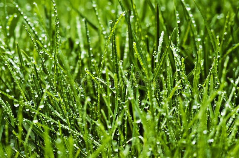 Wet grass stock photo. Image of pure, organic, green 13475172