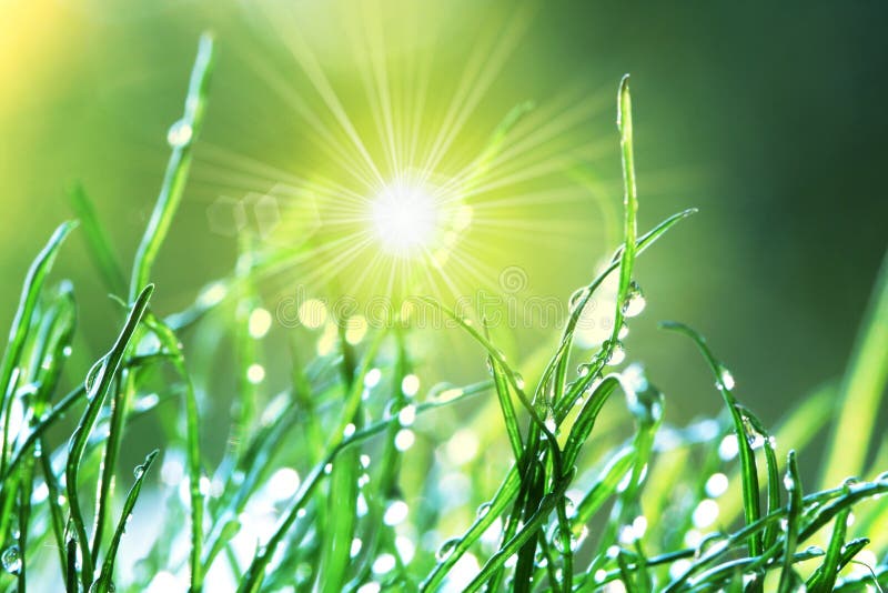 Shadows on Green Wet Morning Grass Stock Photo Image of scenery, beam