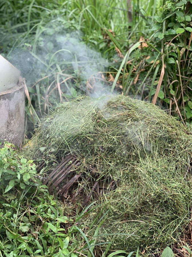 Grass burning stock image. Image of burned, grass, produce 277185313