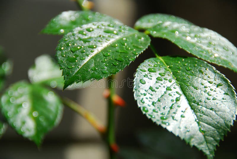 Wet green leaf royalty free stock image