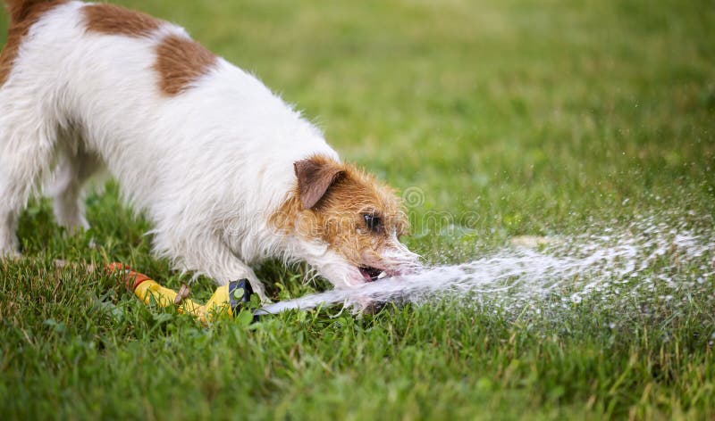 Wet happy pet dog puppy drinking water. Wet happy jack russell terrier pet dog puppy drinking water in a hot summer day, web banner royalty free stock image Wet happy pet dog puppy drinking water. Wet happy jack russell terrier pet dog puppy drinking water in a hot summer day, web banner royalty free stock image
