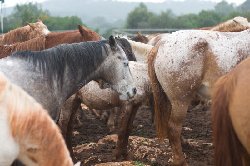 Wet horses stock photo. Image of rain, stallion, mare 12651212