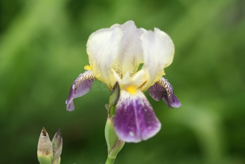 Wet iris in the garden stock photo. Image of dewdrop 138831910