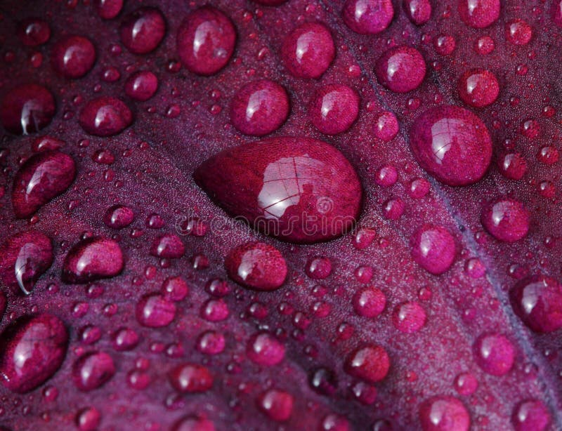 Wet iris petal