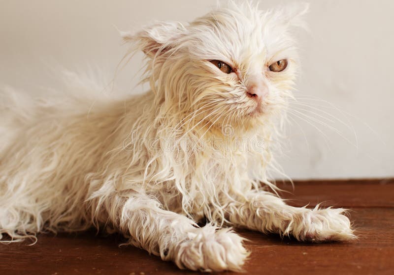 Wet kitty stock image. Image of persian, purebred, angry - 33769053