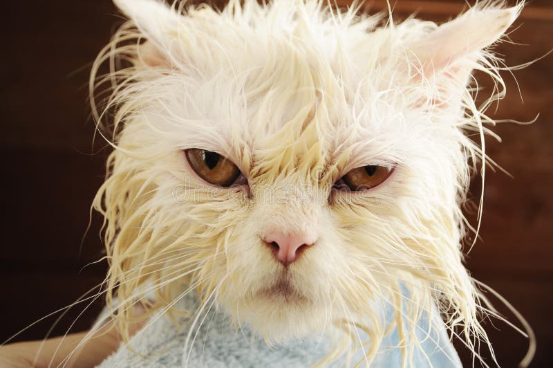 Kitty of wet 22 Hilarious