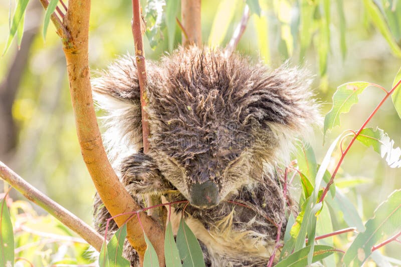 Wet Koala Bear Sleeping in a Tree Stock Image Image of bear, leaves 86652543