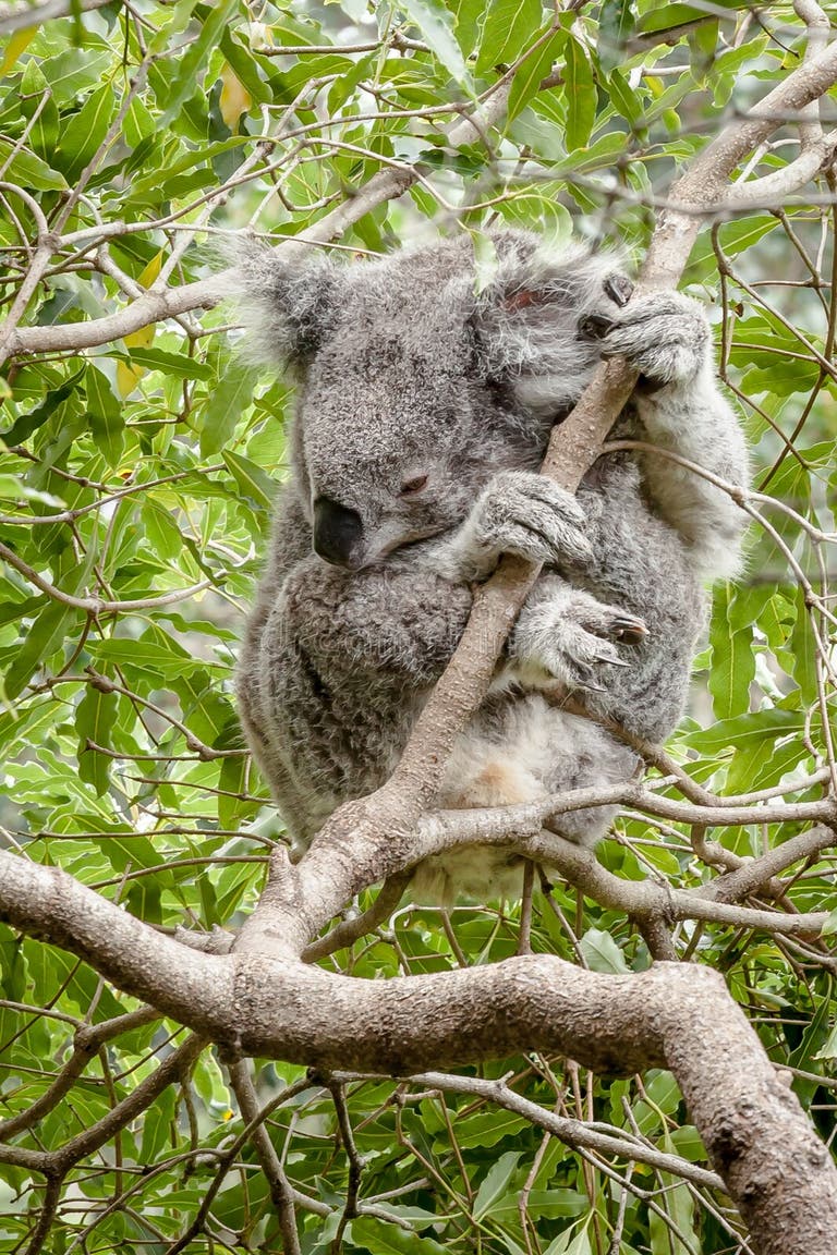 Wet Koala Stock Photos - Free & Royalty-Free Stock Photos from Dreamstime