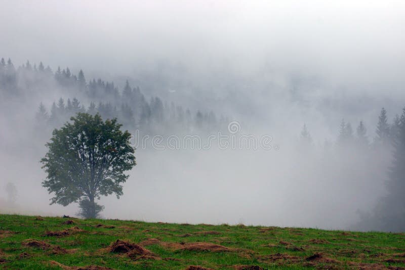 Mokrá krajina s osamelým stromom v hmle