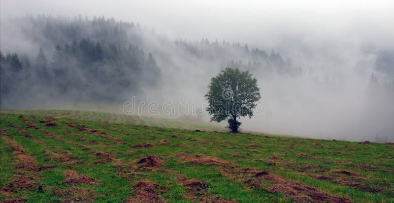 Mokrá krajina s osamelým stromom v hmle