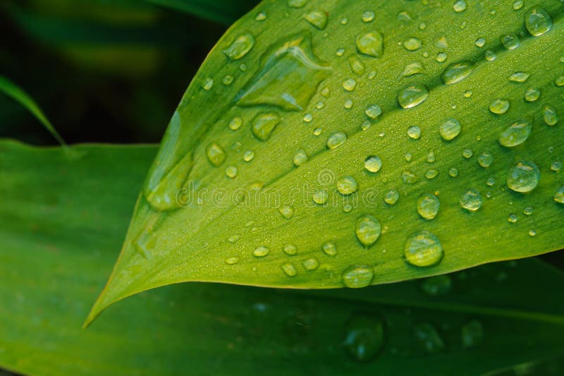 Wet leaf close up