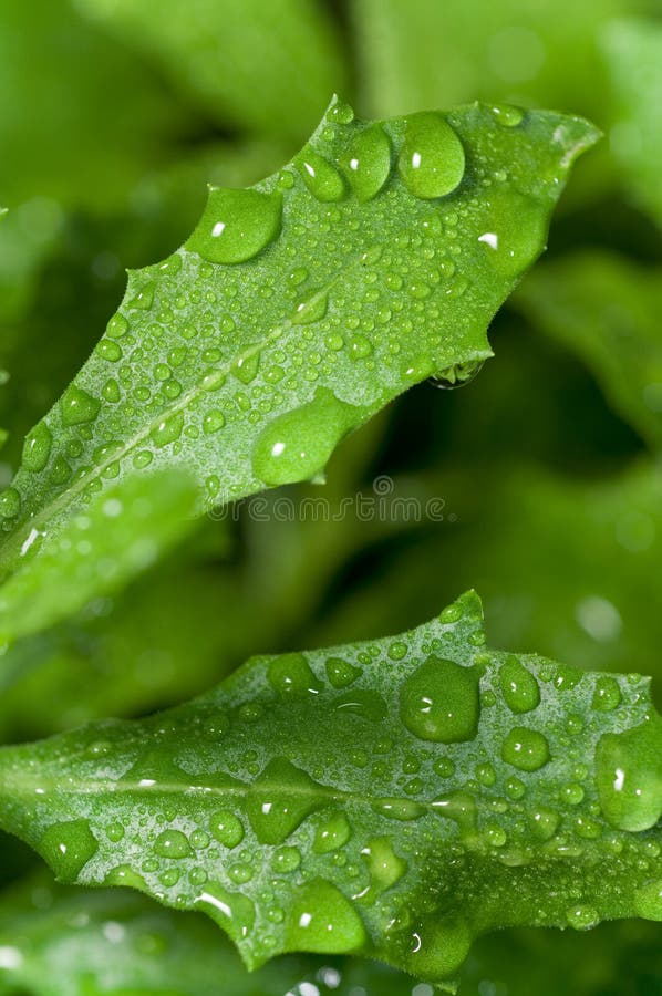 Wet leaves stock photo